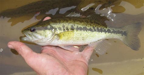 Florida Scientists Discover New Bass Species Cbs News