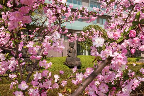 The History Of Hanami Cherry Blossom Viewing Over The Ages Savvy Tokyo