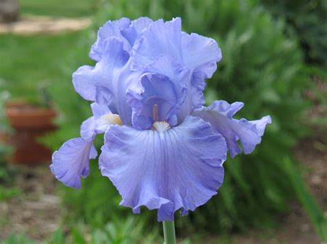 Late Spring Blooms Blue Iris Came From Grandmother Ps Garden