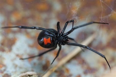 Black Widow Spider Protec Pest Control Services
