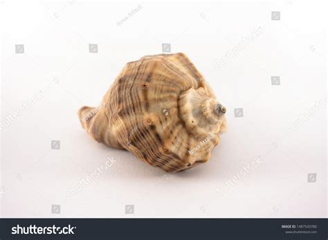 Black Sea Rapan Conch Shell On Stock Photo 1487543780 Shutterstock
