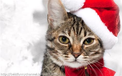 Cute And Funny Pictures Of Animals 48 Christmas 5