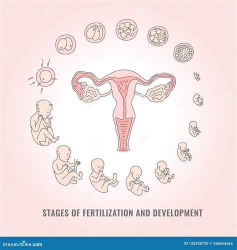 infographic of pregnancy stages with process of fertilization and development of embryo stock