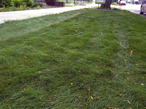 Planting And Maintaining A Fine Fescue Lawn Umn Extension