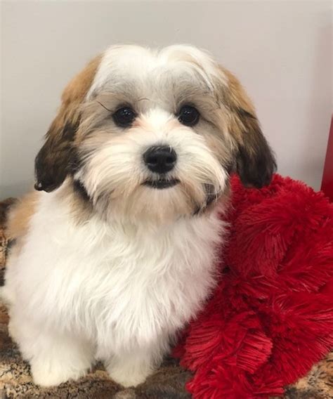 1,262 likes · 7 talking about this · 8 were here. Noodle (Teddy Bear) | Love My Puppy Boca Raton