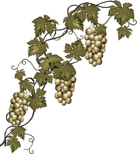 Grapevine Clipart Template Grapevine Template Transparent Free For