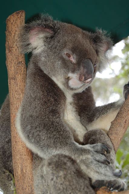 Smiling Koala Flickr Photo Sharing