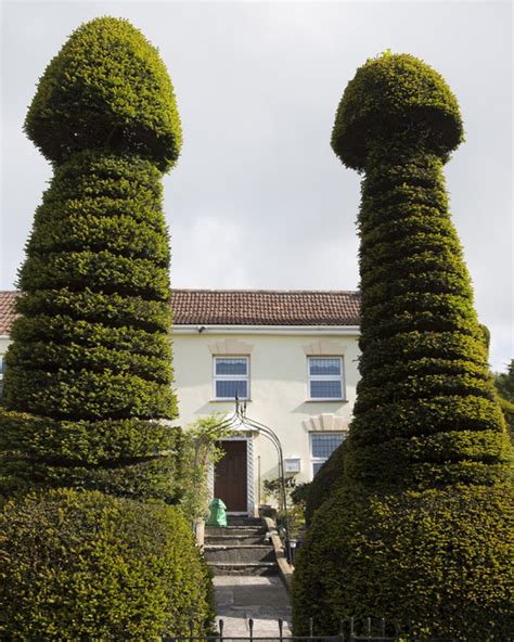 Giant Penis Bushes Pop Up In Tiny Somerset Village Daily Star