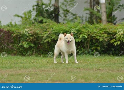 Hokkaido Dog Stock Image Image Of Compact Hokkaido 176149631