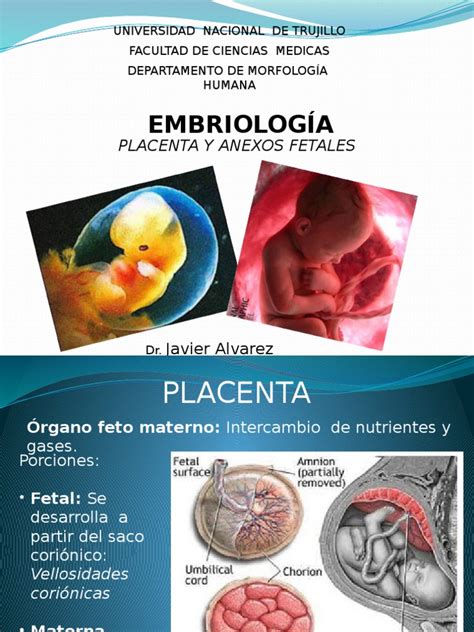 Placenta Y Anexos Fetales Pdf Placenta Feto