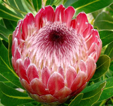 Protea Pink Ice 1 A Photo On Flickriver