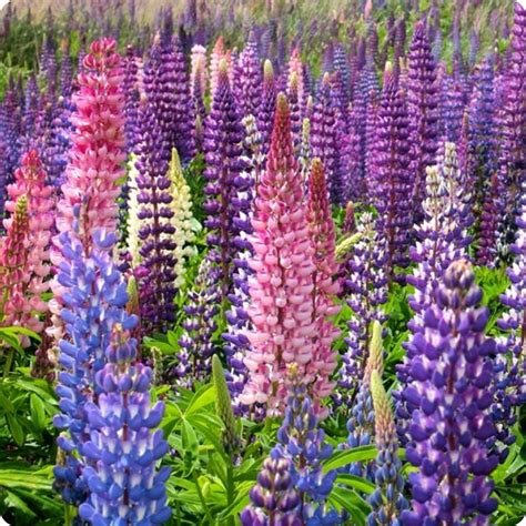 Lupin Flower Seeds Wild Mix Heirloom Untreated Non Gmo From Canada