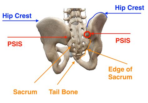 Diagram Diagram Of Back And Hip Bones Mydiagram Online