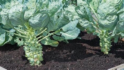 How To Grow Brussels Sprouts Miracle Gro Garden Soil Edible Garden
