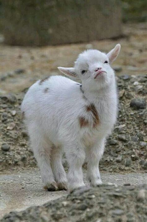 Ive Goat No Time For Your Nonsense ♢ Cute Animals Cute Baby Animals