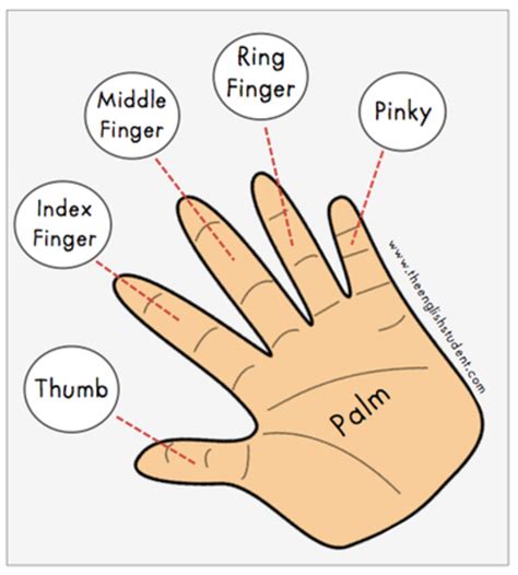 🆚what Is The Difference Between Forefinger And Index Finger