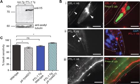 Re Expression Of Ptl 1 Under The Regulation Of The Ptl 1 Promoter Can