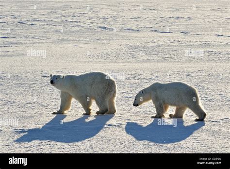 Polar Bears Ursus Maritimus On Frozen Tundra Churchill Manitoba