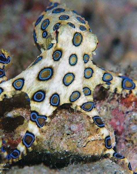 Top 10 Amazing And Unusual Octopuses Beautiful Sea Creatures Sea