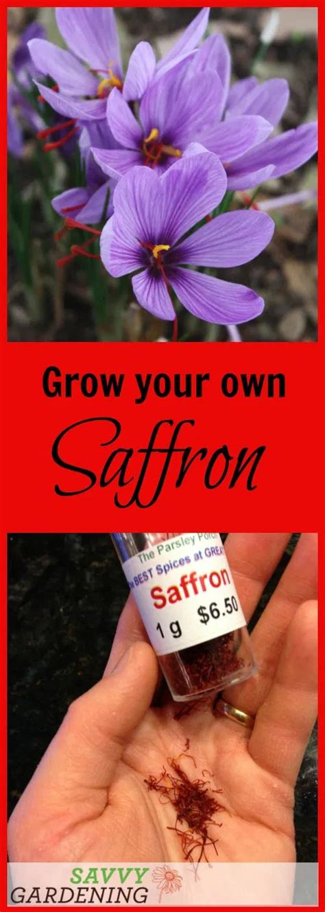 Saffron Crocus A Spice Worth Growing Indoor Vegetable Gardening