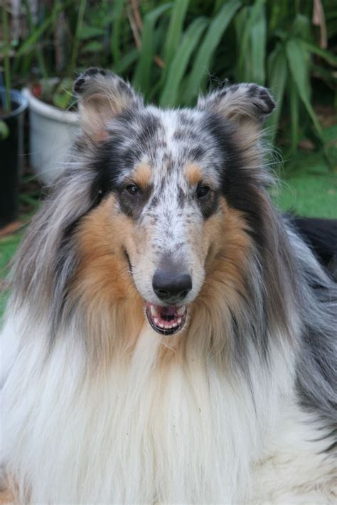 Pin On Rough Collie Smooth Collie Lassiecollie