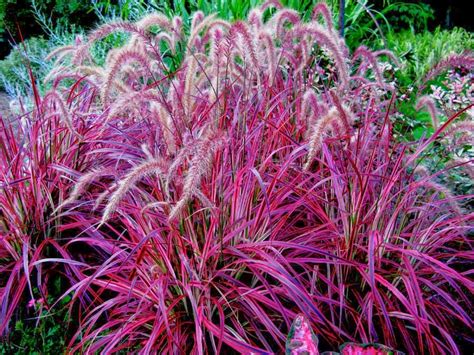 Plantwerkz Red Fountain Grass Pennisetum Rubrum