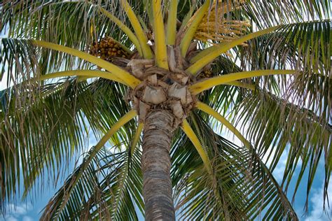 100000 Best Palm Tree Photos · 100 Free Download · Pexels Stock Photos