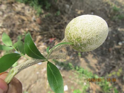 Limonia Acidissima Efloraofindia