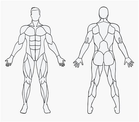Blank Muscle Anatomy Diagram