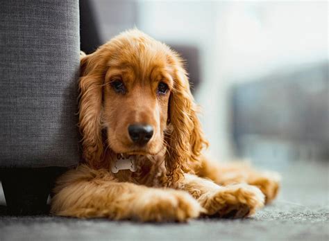 Guide for English Cocker Spaniel Dog Breed | Pets Nurturing