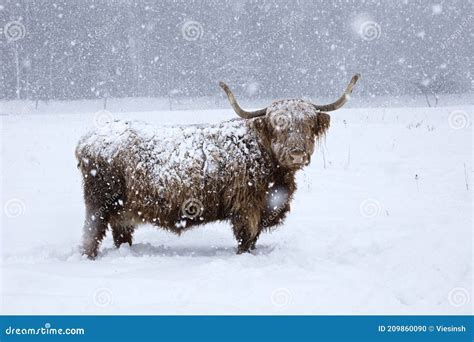 Cow In Snowstorm Highland Cattle In Winter Christmas Animal Stock