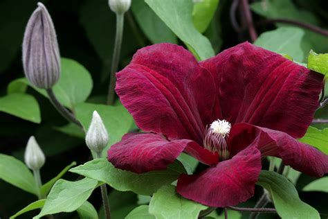 Check spelling or type a new query. File:Clematis Rouge Cardinal 16502778.jpg - Wikimedia Commons