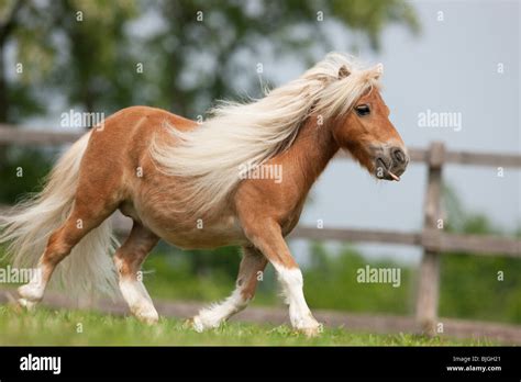 Falabella Miniature Horse Trotting Meadow Stock Photo Alamy