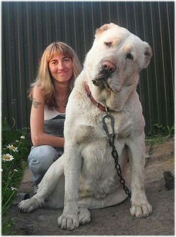 Check spelling or type a new query. Central Asian Ovcharka | Dog breeds, Kangal dog, Alabai dog
