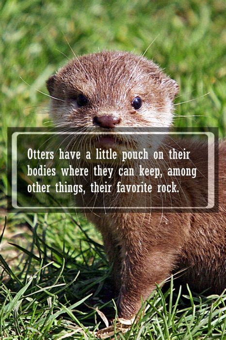 Amazing Facts About Animals Top 30 Random Facts About Animal Fun Facts