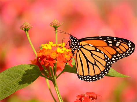 You want some nice, colorfull wallpaper for your browser? Butterfly Garden Benefits: How Are Butterflies Good For ...