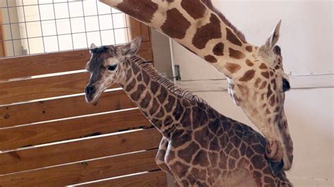 Its A Boy April The Giraffes Baby Is Born