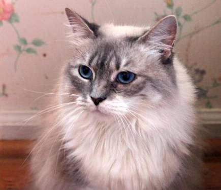 (houston) hide this posting restore restore this posting. Persian - Princess - Medium - Adult - Female - Cat for ...