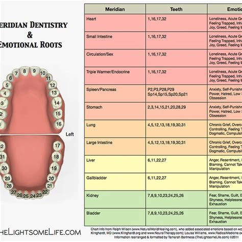Meridian Tooth Chart Source Wilson And Williams 2011 Download