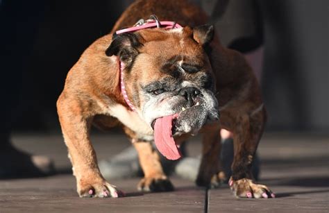 Zsa Zsa The English Bulldog Wins Worlds Ugliest Dog Of 2018