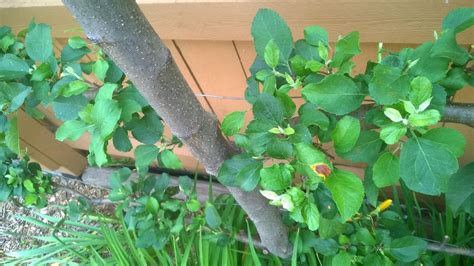 Espalier Apple Trees Re-worked - General Fruit Growing - Growing Fruit | Apple tree, Growing ...