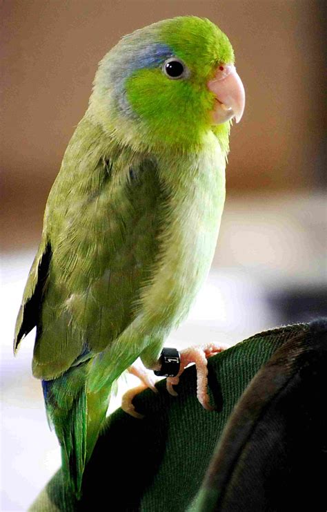 A List Of Types Of Small Parrots