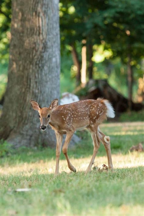 Whitetail Deer Fawn Stock Photo Image Of Nature Natural 76239998