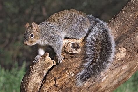 Arizona Gray Squirrel Sciurus Arizonensis Wildlife Journal Junior