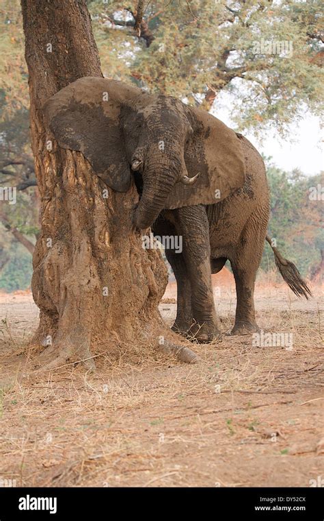 African Elephant Loxodonta Africana Bull After Mud Bath Mana