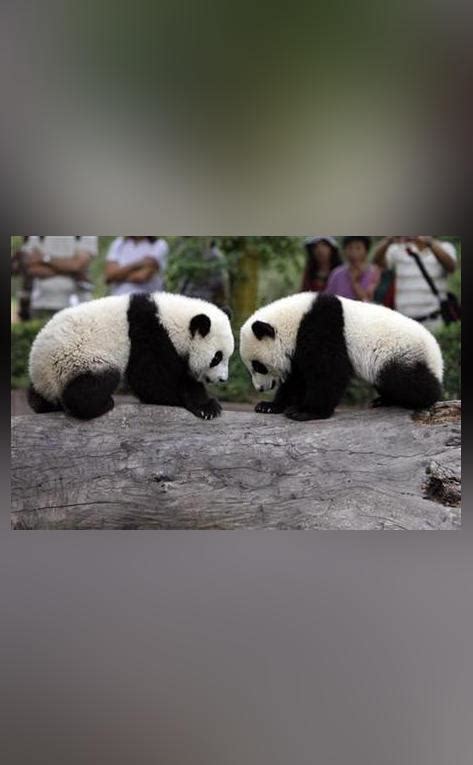 Giant Pandas No Longer Endangered But Still Vulnerable China World