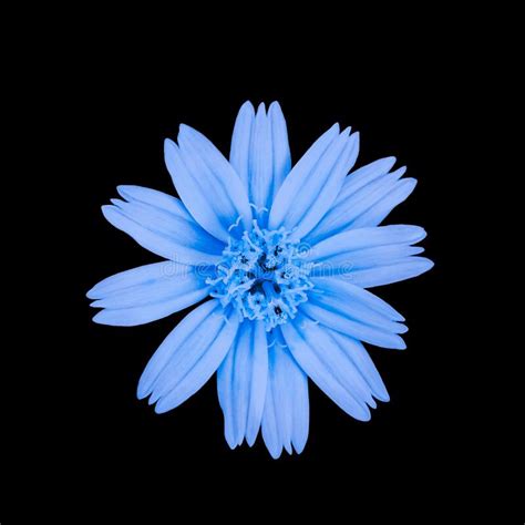 Fresh Light Blue Flowers With Blooming Petals Stacked In A Beautiful