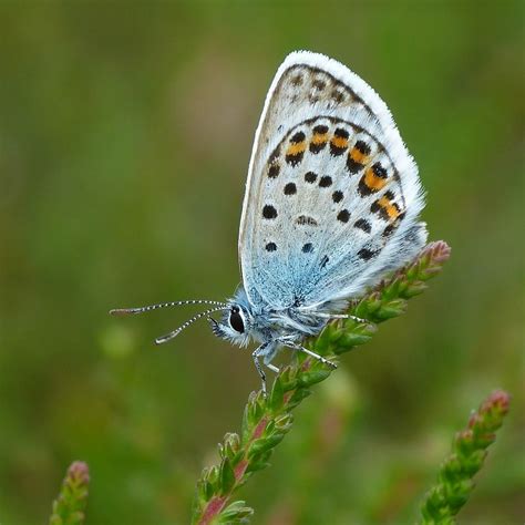 Silver Studded Blue Plebejus Argus Gets Its Name From The Highly