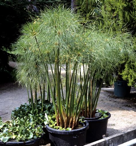 Papyrus Is A Vigorous Plant Suitable For Growing In Usda Hardiness Zones 9 Through 11 But