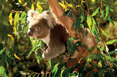 Facts About Koalas Swain Destinations